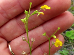 Hemimeris sabulosa
