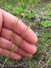 Hemimeris sabulosa