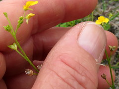 Hemimeris sabulosa