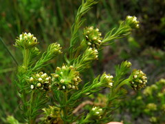 Thesium capitatum