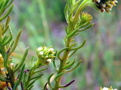 Thesium capitatum