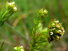 Thesium capitatum