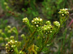 Thesium capitatum