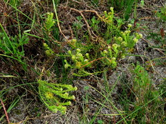 Thesium capitatum