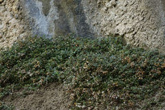 Samolus repens repens