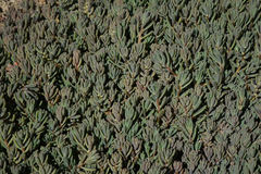 Suaeda novae-zelandiae