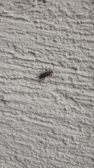 Phymatodes testaceus