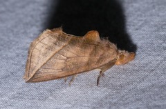 Calyptra canadensis