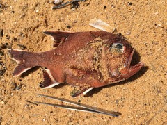 Trachichthys australis