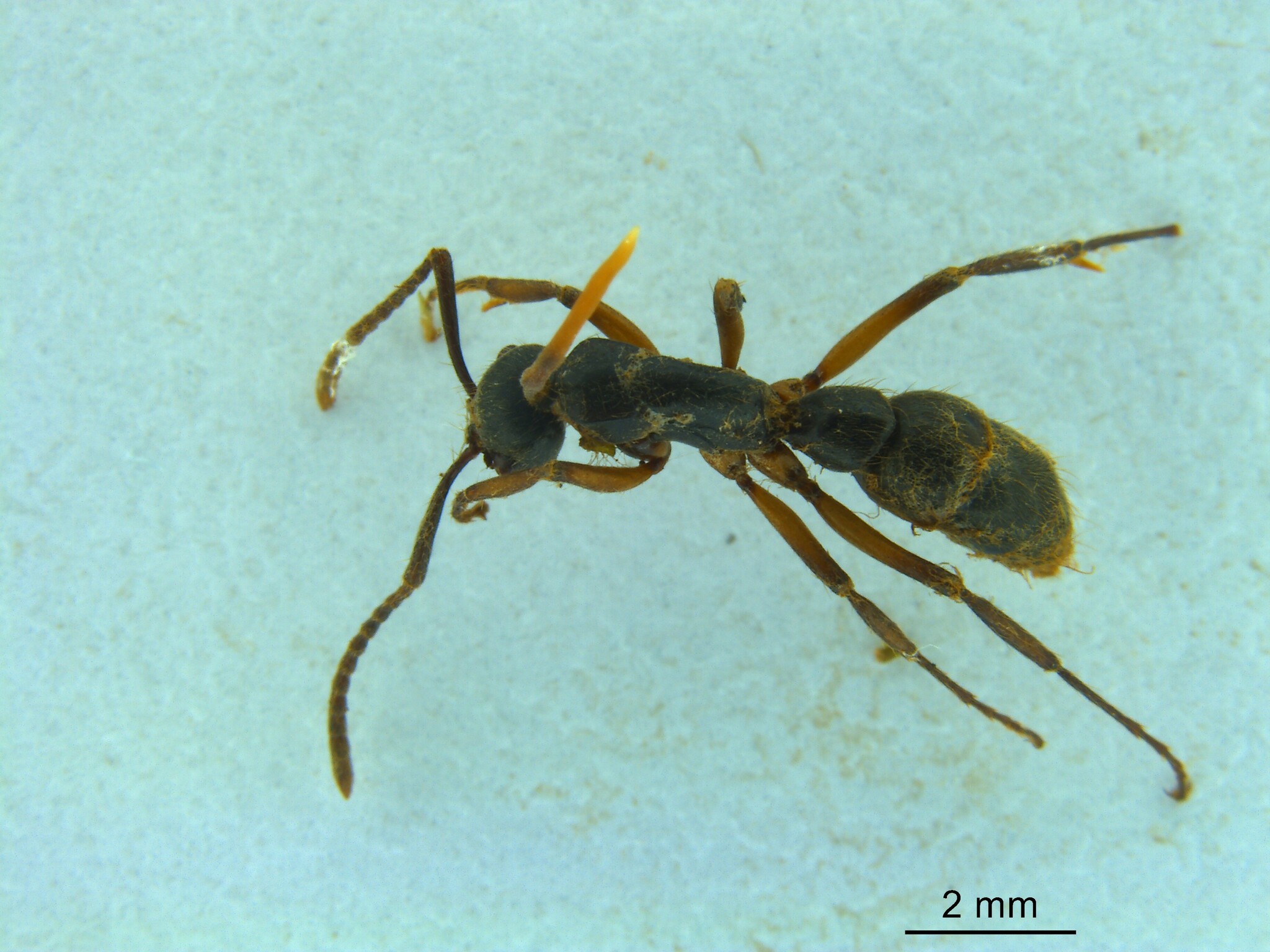 Neoponera cavinodis