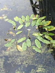 Aponogeton distachyos