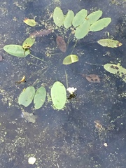 Aponogeton distachyos