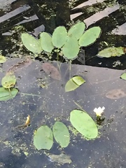 Aponogeton distachyos