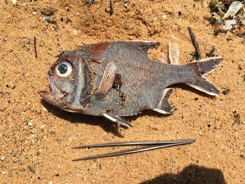 Trachichthys australis