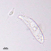 Acineria uncinata - Photo (c) crseaquist, algunos derechos reservados (CC BY-NC), subido por crseaquist