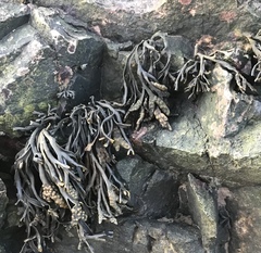 Pelvetia canaliculata