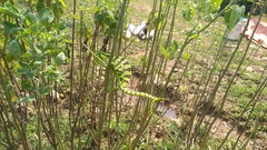 Chamaeleo zeylanicus