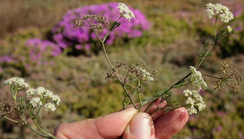 Cape Sandcelery (Dasispermum capense)