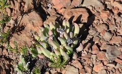 Machairophyllum albidum