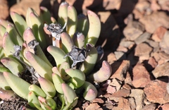 Machairophyllum albidum