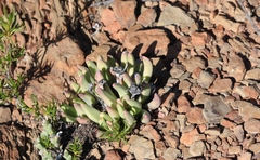 Machairophyllum albidum