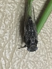 Myopsalta mackinlayi