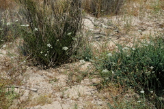 Dasispermum capense