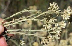 Helichrysum bachmannii