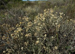 Helichrysum bachmannii