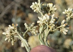 Helichrysum bachmannii