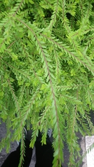 Phyllanthus myrtifolius