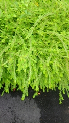 Phyllanthus myrtifolius