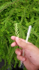 Phyllanthus myrtifolius