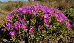 Lampranthus vernalis