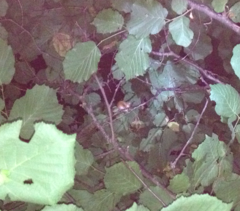 Muscardinus avellanarius