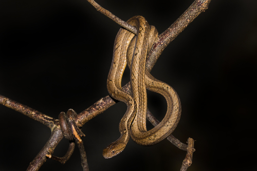 Common Mock Viper, photo 3 of 9