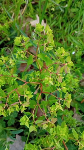 mliečnik okrúhlolistý (Euphorbia peplus)