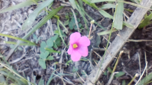 Image of Oxalis Hispidula (Oxalis hispidula) by no rights reserved