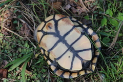 Eastern Snake-Necked Turtle photo 5