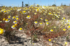 Oncosiphon africanus