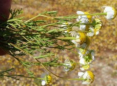 Oncosiphon africanus