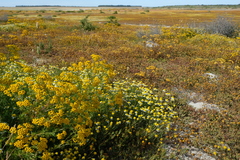 Oncosiphon africanus