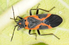 Lygaeus kalmii angustomarginatus