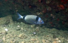Diplodus vulgaris