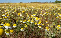 Oncosiphon africanus