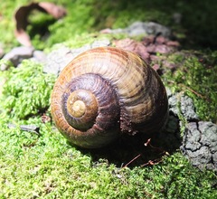 Powelliphanta traversi traversi