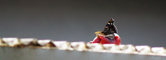 Vanessa indica indica