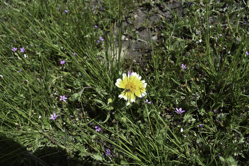Layia platyglossa