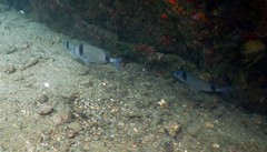 Diplodus vulgaris