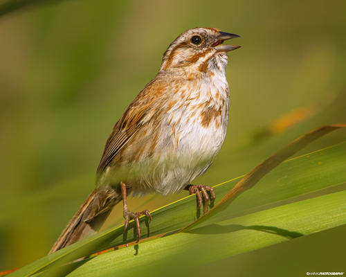 Brown's Song Sparrow